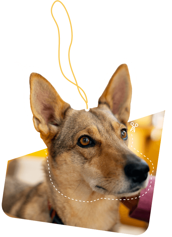 Custom car air freshener with a dog photo, hanging from a rearview mirror – a personalized product made with Odemly's print-on-demand service.
